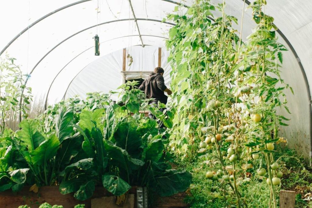 greenhouse tarp